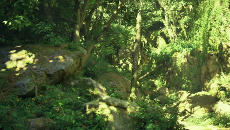 lush green landscape with natural rocks and trees illuminated by sunlight