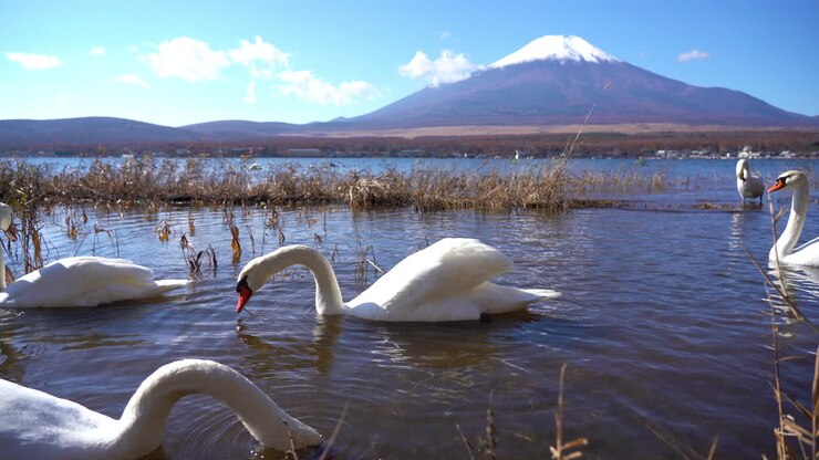 Swans in alake diving for food