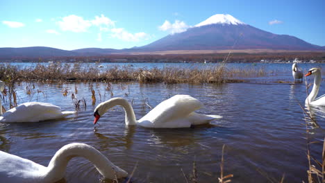 Cisnes-En-Alake-Buceando-En-Busca-De-Comida