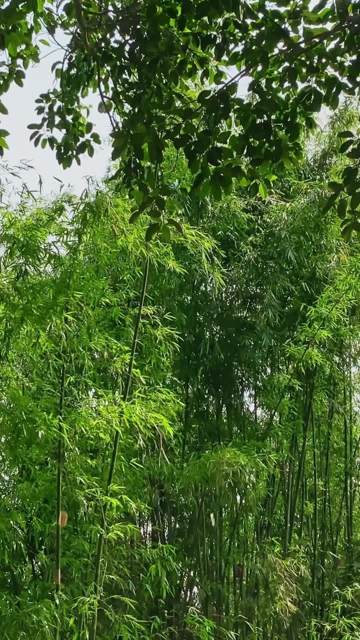 Tea Field And Green Trees In Bangladesh - Vertical Shot