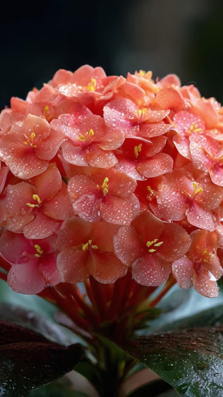 Un rigoglioso gruppo di fiori baciati dalla rugiada: cattura la luminosità di una vivace flora rosa che illumina qualsiasi composizione botanica