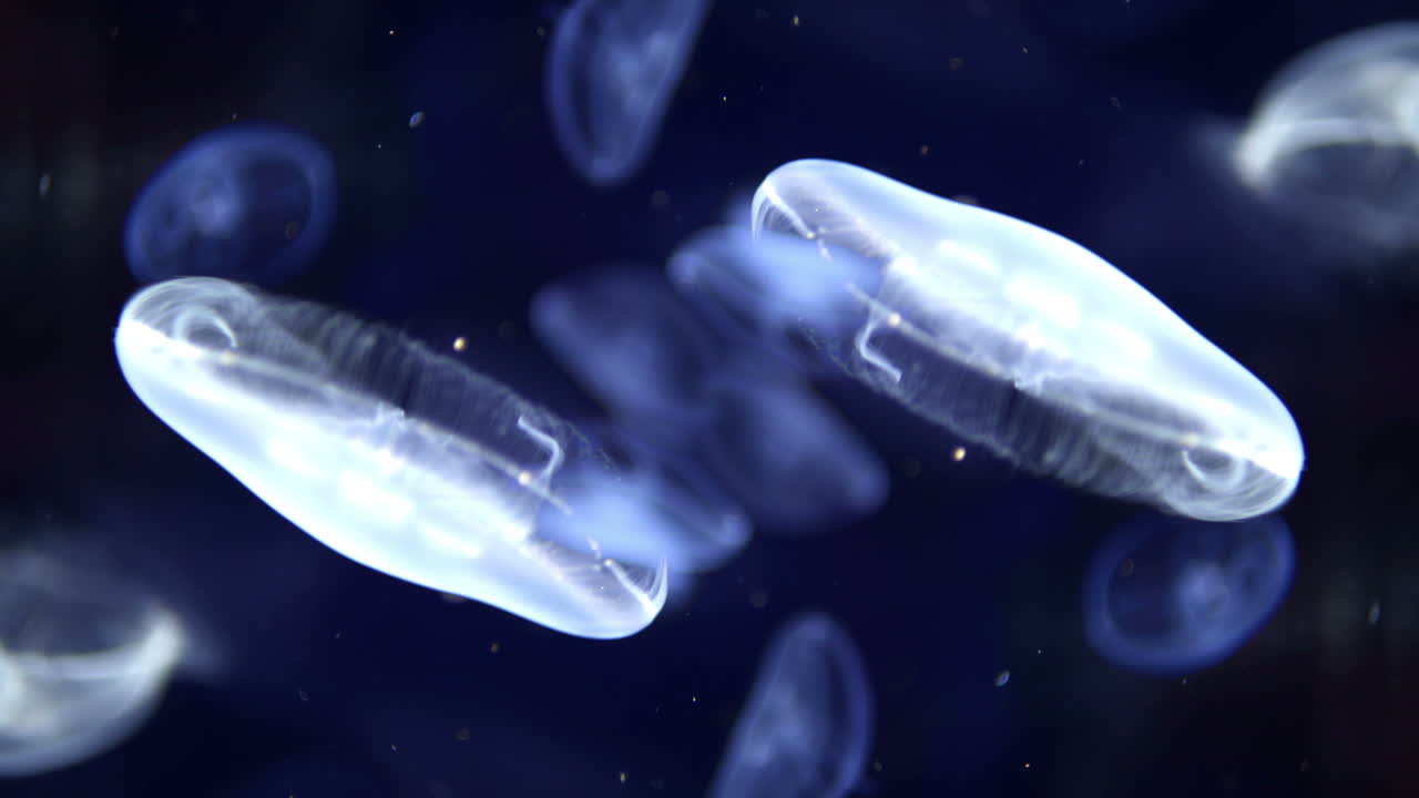 валенсия аквайриум 00