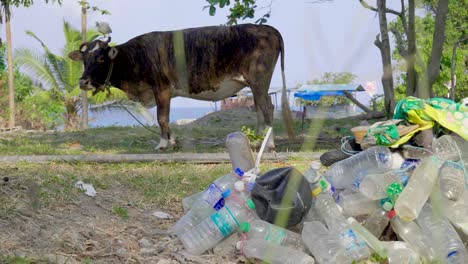 a farm cow with a bird on his head grazes in front of the andaman sea on an island pasture with plastic bottles ready for recycling collected in the foreground as well as waste plastic on the ground