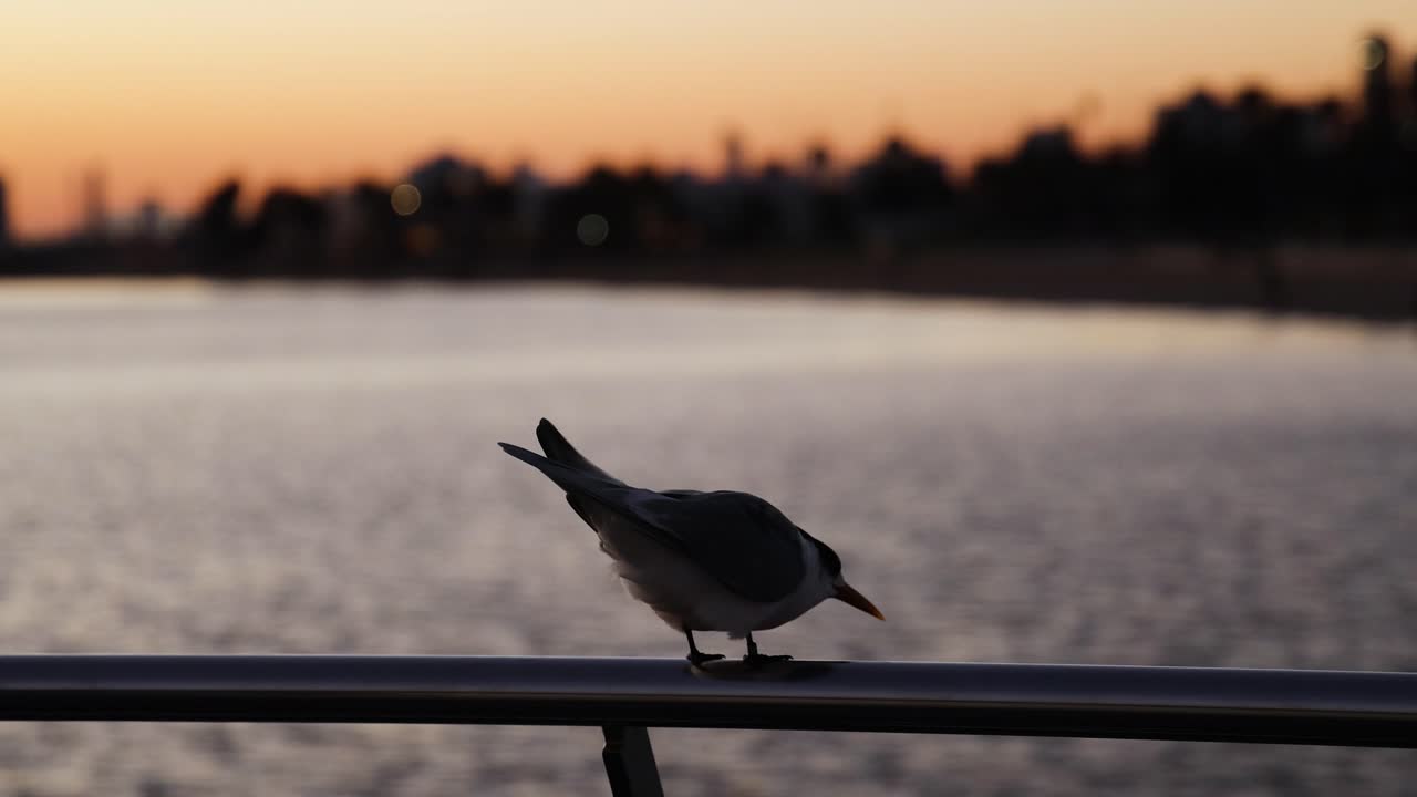 Uccello appollaiato su una ringhiera al tramonto