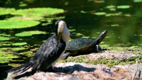 little pied cormorant preening under the sun with short-necked turtle in background