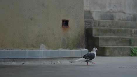 paloma caminando por el piso de una torre costera
