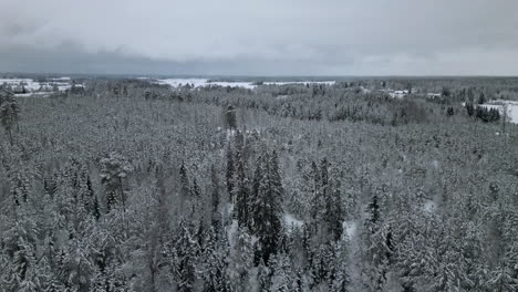 aerial - descending shot of snowy boreal forest on overcast morning