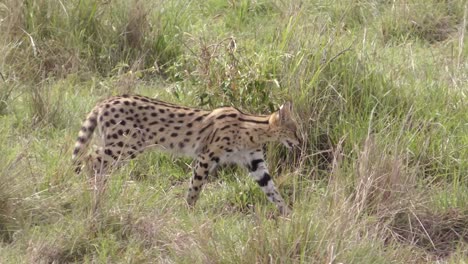 Chacal-Caminando-Por-La-Selva