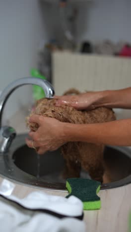 lavando un caniche