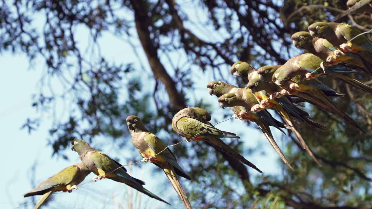 Toma en cámara lenta de un grupo de loros barranqueros (Cyanoliseus patagonus) posados en un cable en su hábitat natural en Argentina. Loros patagónicos nativos descansando juntos bajo la cálida luz de la tarde.