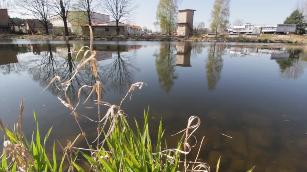 Plants and grass at the riverside