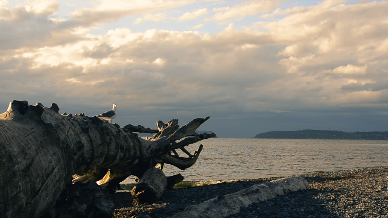 una gaviota de pie sobre un gran tronco de madera a la deriva en una playa en el estado de washington, con vistas a puget sound