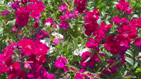 the sweet nectar in garden flowers attracts a hungry swallowtail butterfly