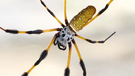 static macro video of a golden silk orb weaver spider trichonephila clavipes.