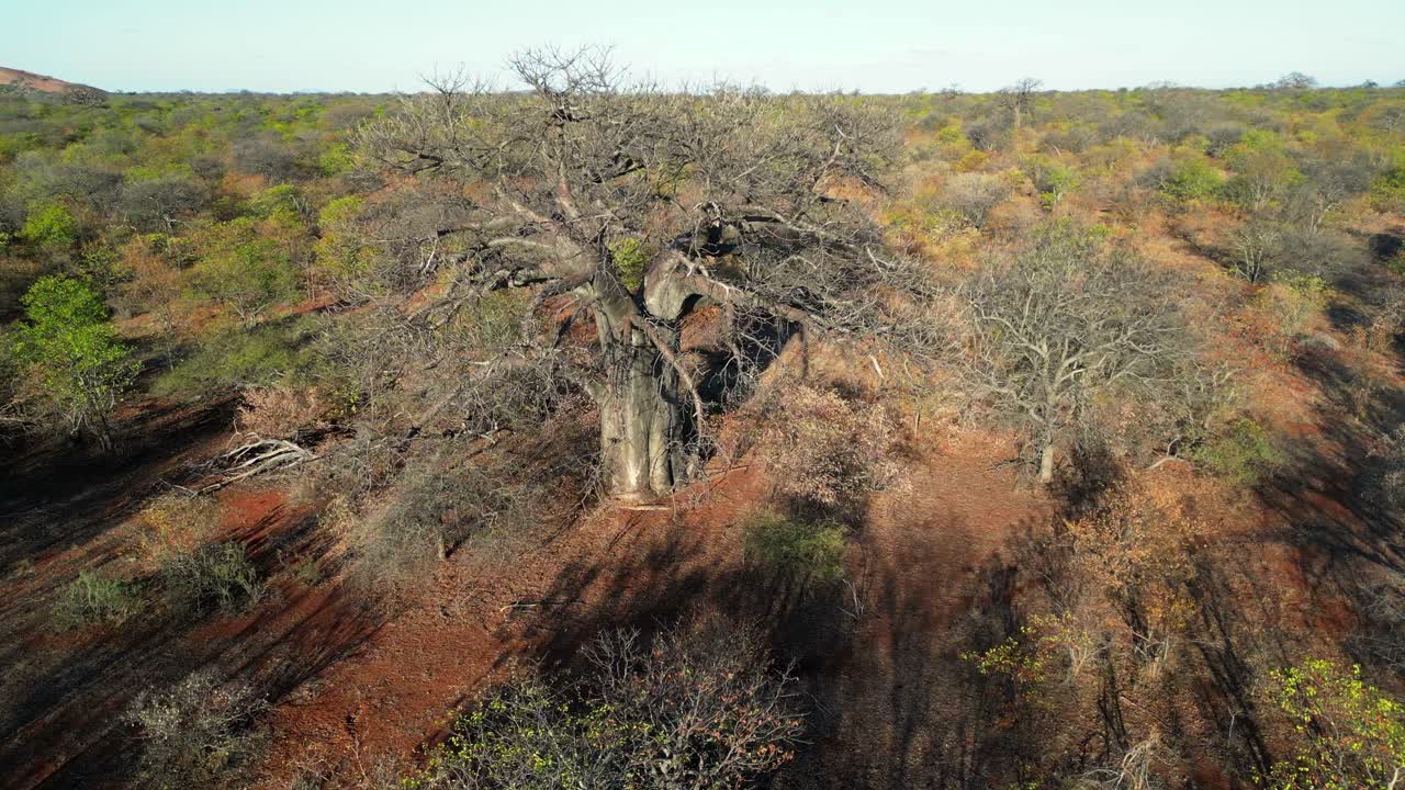 Aerial view of a large baobab (Adansonia digitata) tree in mopane savannah during the dry season, Limpopo province, South Africa
