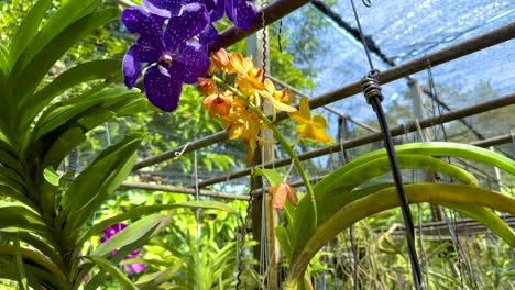 vibrant orchids in a bangkok garden setting