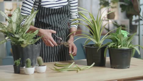 woman's hands holding pruning shears and trimming plants at home