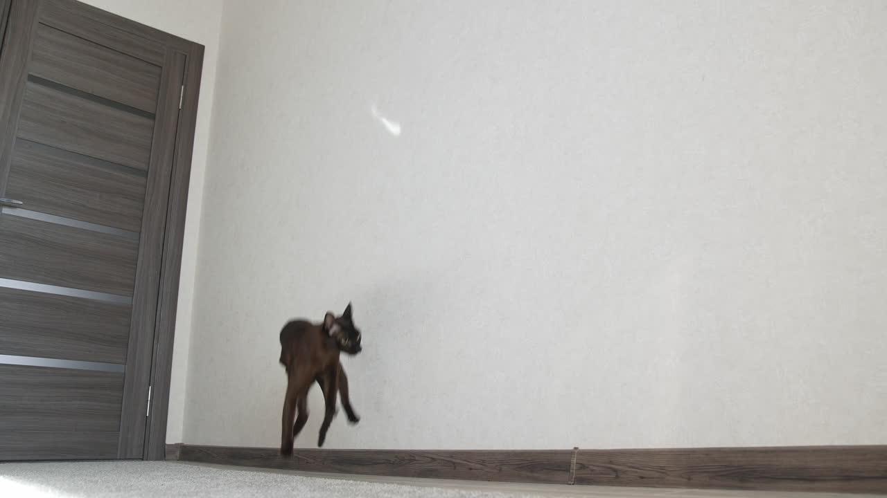 Funny kitty jumping on the wall. Charming dark cat trying to catch light.