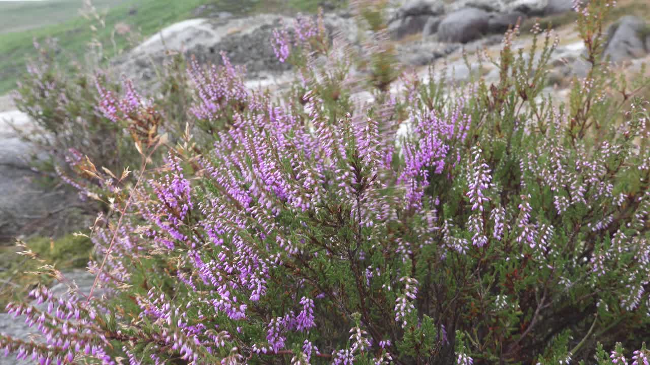 heather soplando en el viento en un día de verano cerca del pueblo minero de glendalough en las montañas de wicklow
