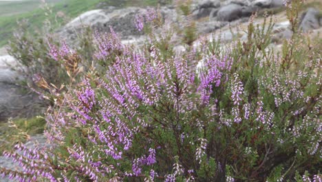 heather blowing in the wind on a mid-summer day near glendalough miner's village in the wicklow mountains