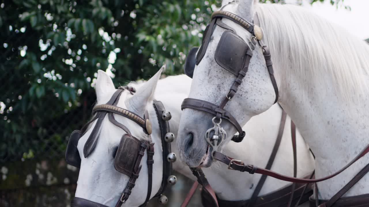 Two white horses in harnesses standing together, prepared for a carriage pull