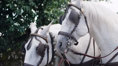 two white horses in harnesses standing together, prepared for a carriage pull