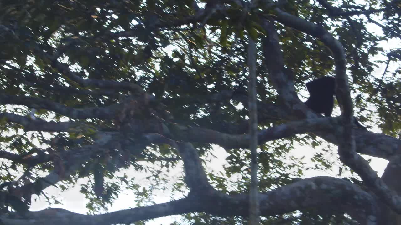Black spider monkey navigates the canopy with ease, swinging through Peru’s Amazon rainforest.