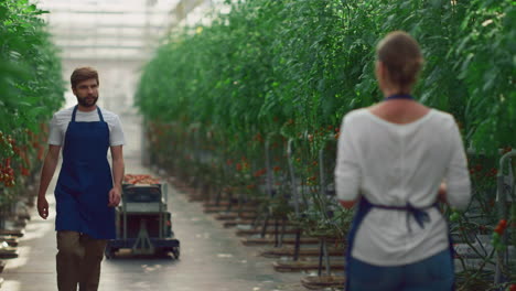 gente agrónoma analiza las verduras cultivando tomates en la casa de la plantación.