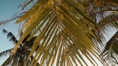 palmeras y el cielo