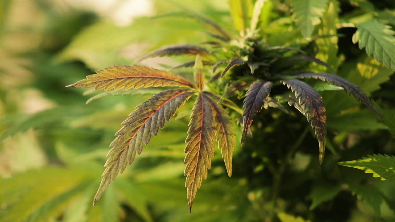 Flowering red Cannabis sativa plant sways in gentle breeze, close up