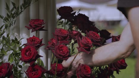 a person arranges deep red roses in an outdoor setting, with sunlight highlighting the velvety petals. the background features blurred white tents, suggesting an event or gathering.