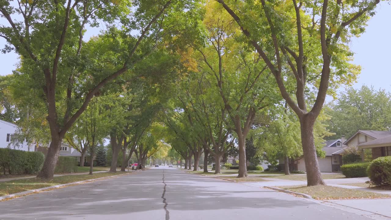 Walking down a tree lined road, no cars, in the autumn