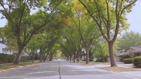 walking down a tree lined road, no cars, in the autumn
