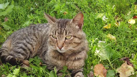 adult domestic cat sitting in the green grass on a sunny day