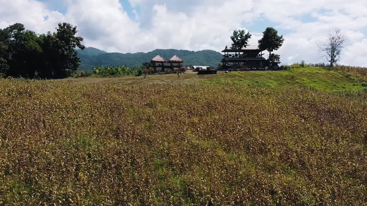 태국 빠이 산맥 한가운데 있는 옥수수 밭의 공중 촬영