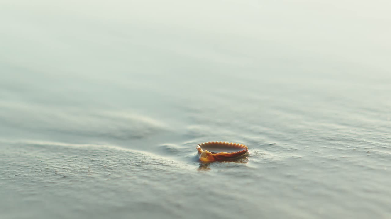 부드러운 일몰 빛에 모래 해변에 조개