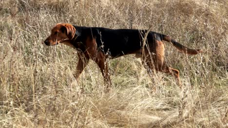 perro de caza en el campo