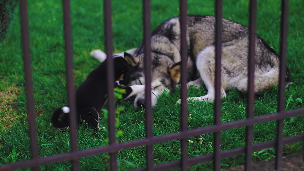 husky hembra jugando con su cachorrito en el patio