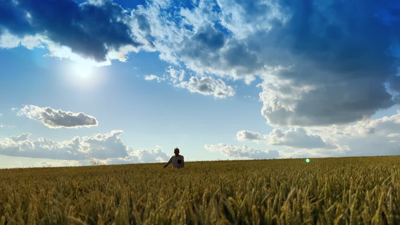 Beautiful farmland of ears waving in the wind. Old man walks in the field enjoying the harvest.