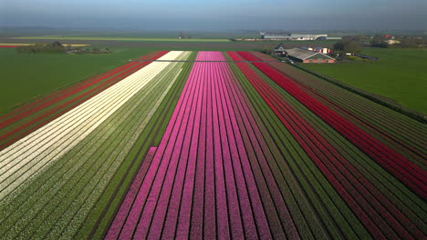 Luftdrohnenansicht-Bunte-Tulpenfelder-Am-Sonnigen-Morgen-In-Schermerhorn,-Niederlande