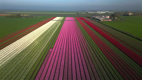 una vista aérea de los coloridos campos de tulipanes en una mañana soleada en schermerhorn, países bajos