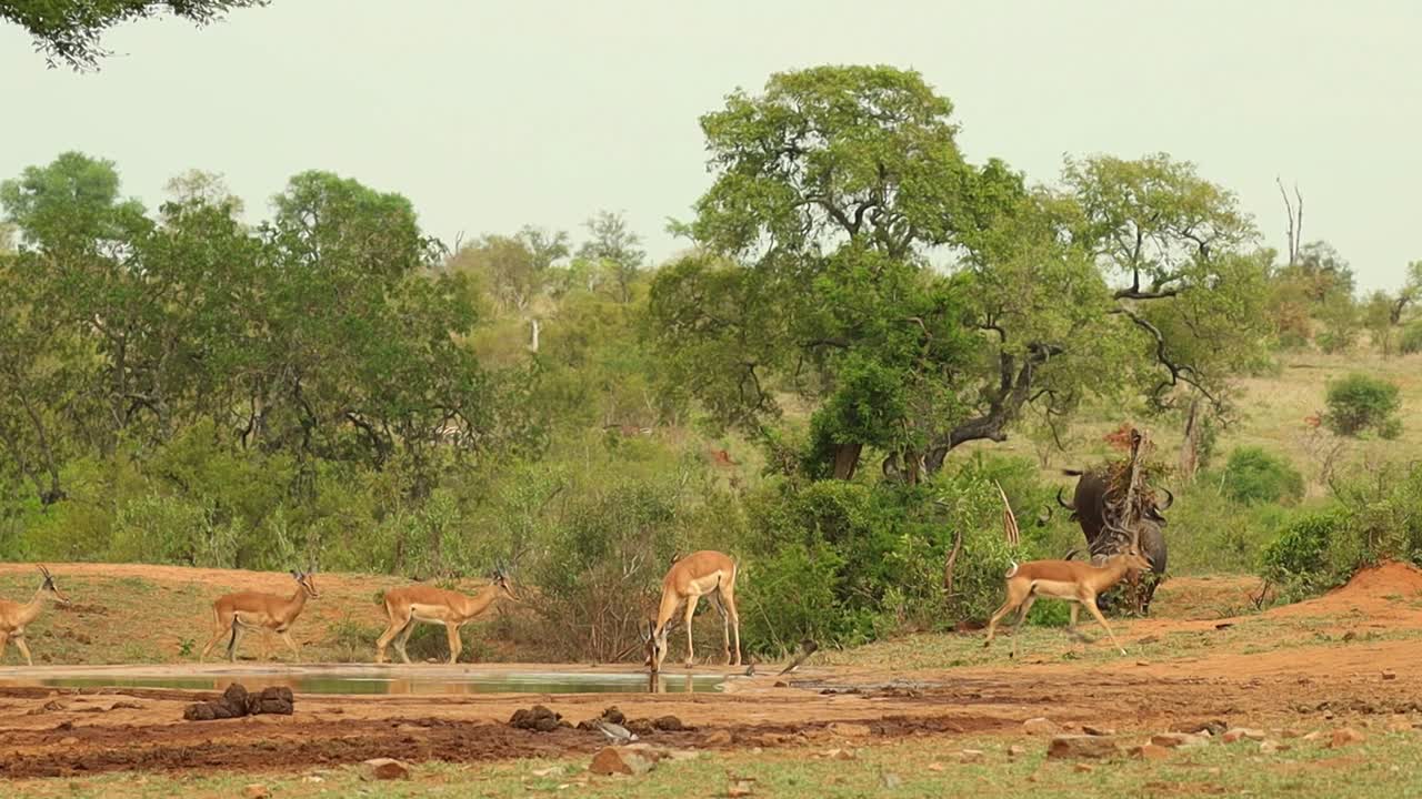 un grupo de viejos búfalos caminando hacia un pozo de agua sorprendiendo a una manada de impalas, parque nacional kruger