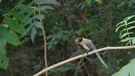 Azure-winged-magpie-sitting-on-the-branch,-open-beak-and-jump-down