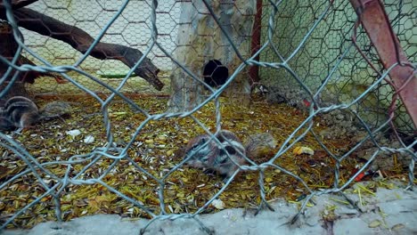 squirrel in captivity in a cage - slow motion