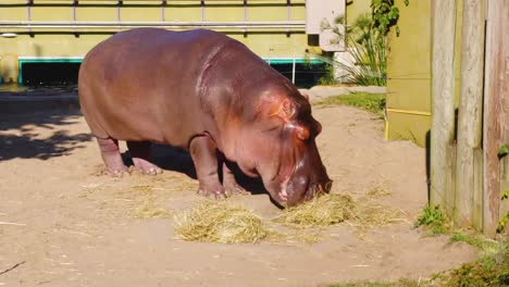 hippopotamus eating hay in a zoo