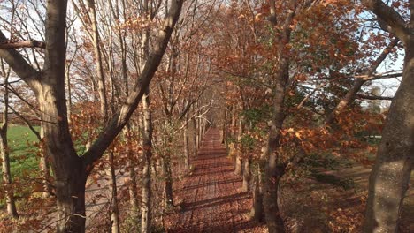 movimiento aéreo hacia atrás que revela las copas de los árboles a través de las ramas sobre un camino de tierra lleno de hojas caídas de colores otoñales en un carril de árboles iluminado por un sol de invierno bajo en la tarde holandesa
