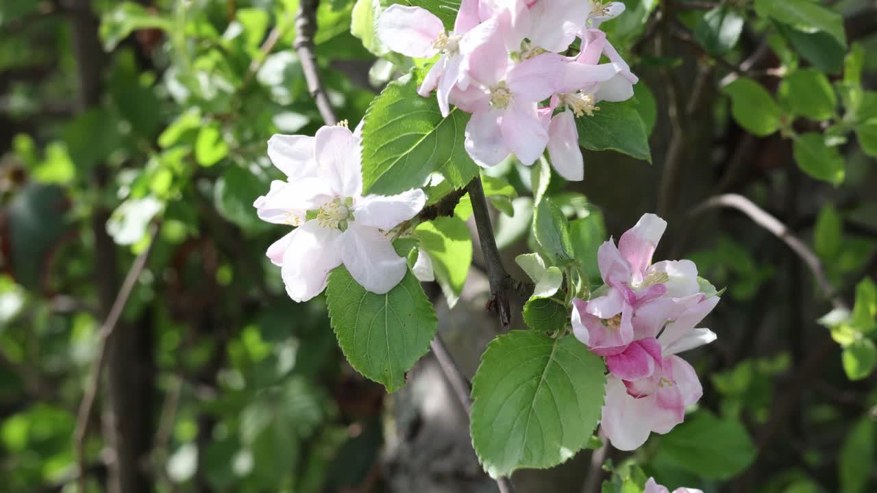 Blooming apple tree with pink flowers on a sunny spring day with Zomm