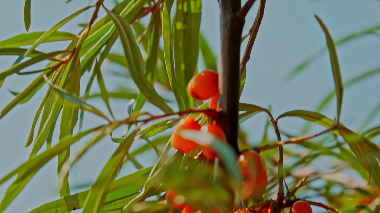 Stigende kamerabevægelse langs en havtornsgren med modne orange bær og grønne blade mod en blå himmel, efterårshøstfrugt der vokser udendørs, koncept for økologisk superfood-ingrediens