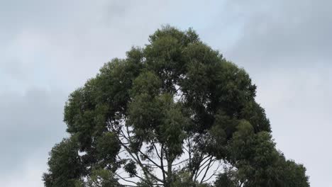 large tree top moving from high winds