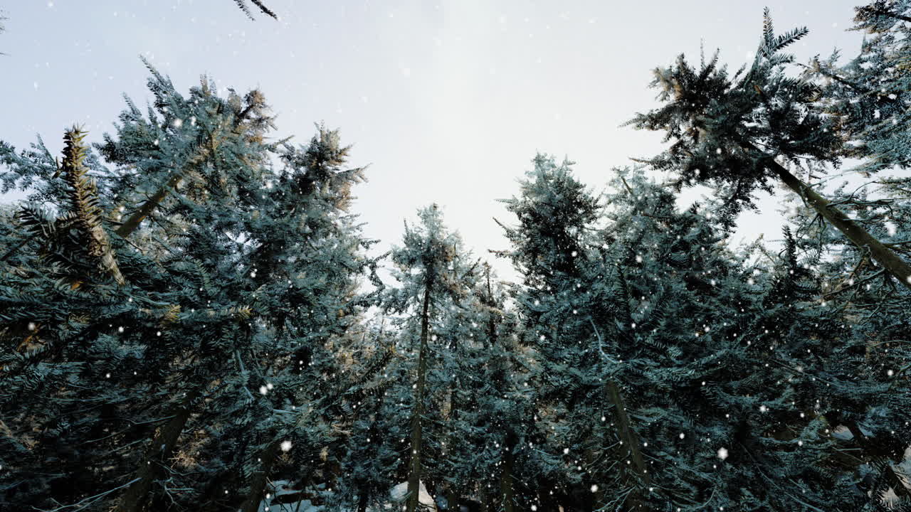 Winter forest in the snow